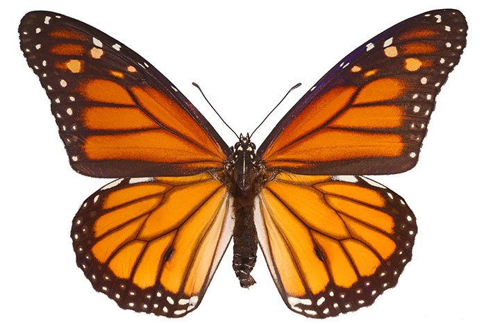 papillon-monarque.jpg.5e73f74481ff4e35c53bc7b6bd4fc17c.jpg