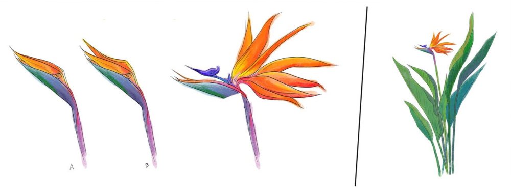 647119601_3.8thebirdofparadise6.thumb.jpeg.379fc4150f5ec5a5131b1de58661b0da.jpeg